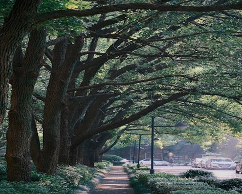A morning walk through an urban park path filled with green trees